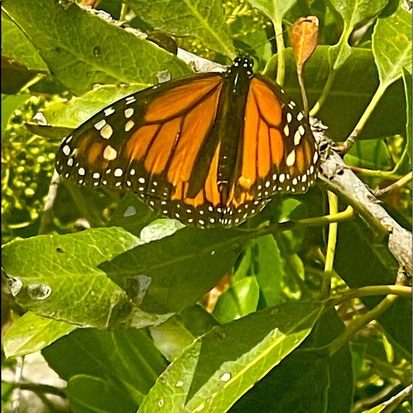 Meet your Posher, C - Picture 1 of 1